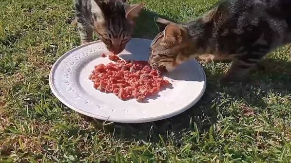 Organic Pet Mince